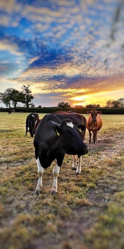 New Farm Cheshire Holidays วินส์ฟอร์ด ภายนอก รูปภาพ